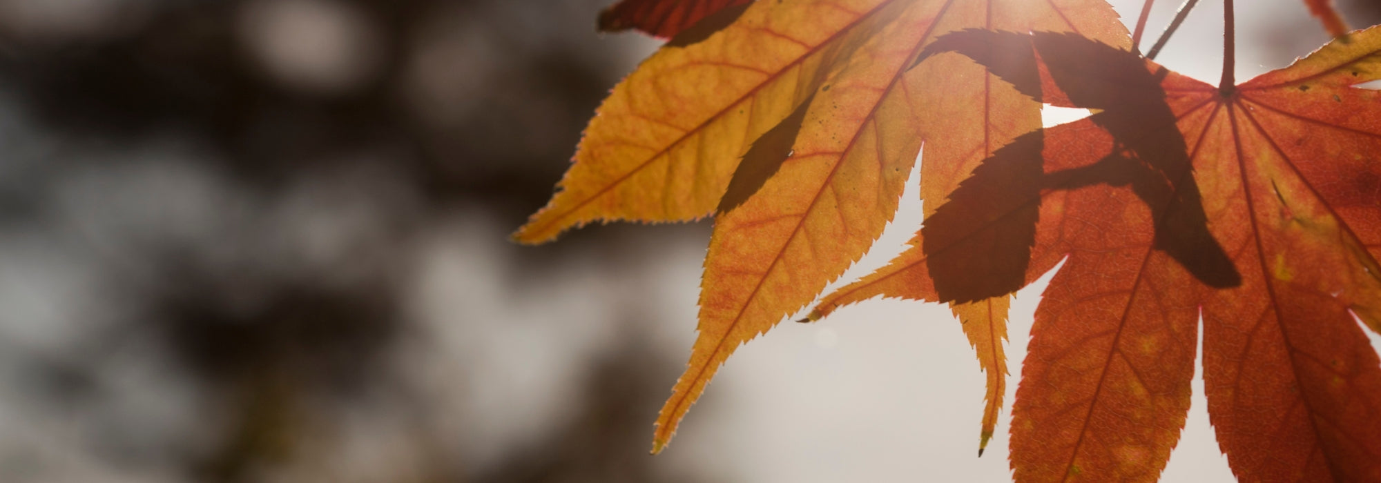 Supplementen voor de herfst